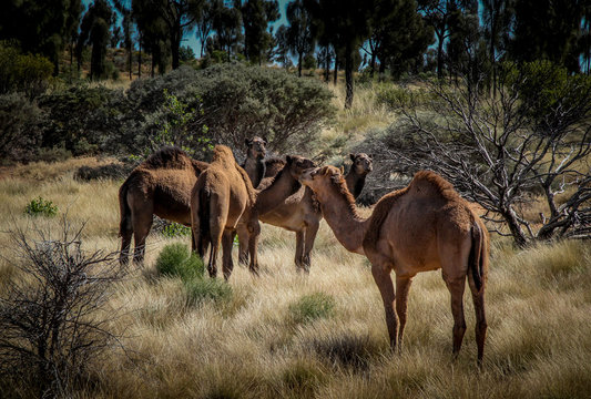 Feral Camels © Graham