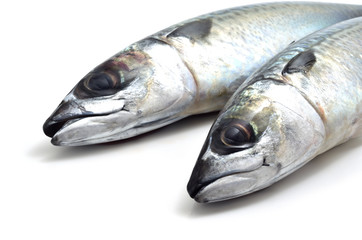 鯖