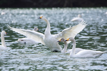 翼を広げる白鳥　Swans spreading wings	