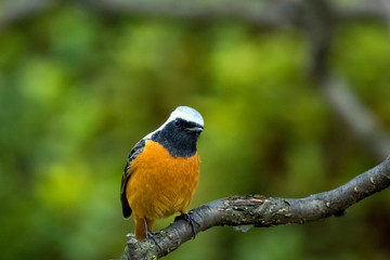 梅の木にとまるジョウビタキ