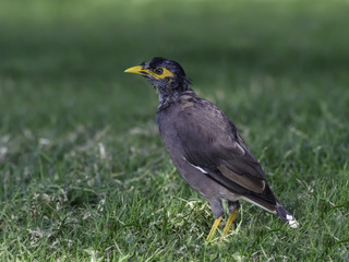 Obraz premium Common Myna Portrait in Fall