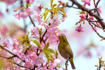 河津桜とメジロ