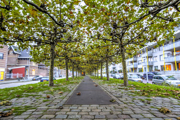 Amsterdam Trees and Pathways