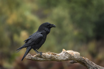 Fototapeta premium Corvus corax, Raven
