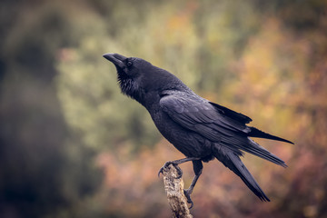 Corvus corax, Raven