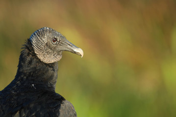 American black vulture