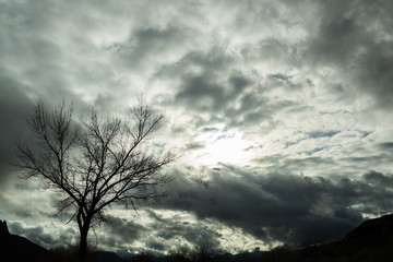 old tree and clouds