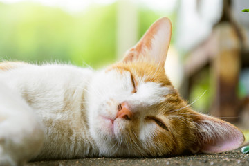 The yellow cat is sleeping on the floor