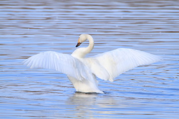 翼を広げる白鳥　Swans spreading wings	