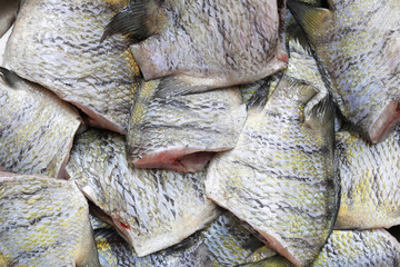 Indo-Pacific sergeant or Abudefduf vaigiensis fish background.