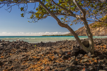 a tree automn and beach lagoon
