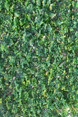 Fototapeta premium Green leaf wall background.