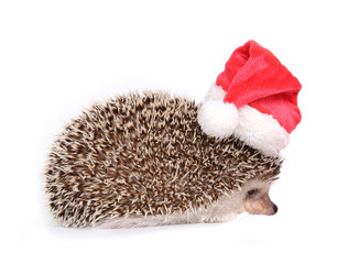 Hedgehog wearing red santa hat in christmas celebration.