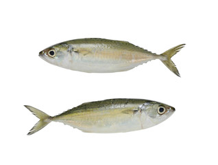 Raw Mackerel or Rastrelliger brachysoma fish isolated on white background.