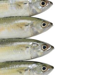 Raw Mackerel or Rastrelliger brachysoma fish isolated on white background.