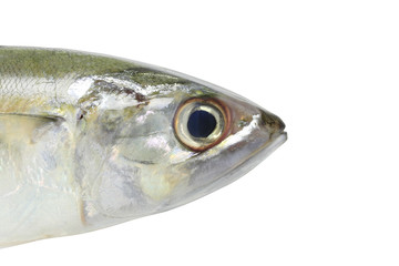 Raw Mackerel or Rastrelliger brachysoma fish isolated on white background.