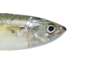 Raw Mackerel or Rastrelliger brachysoma fish isolated on white background.