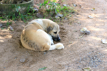 Thai dog sleeping on floor in Thailand