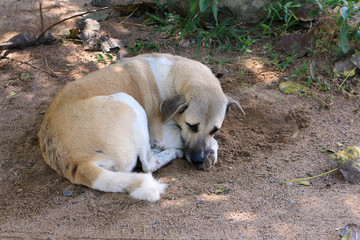 Thai dog sleeping on floor in Thailand
