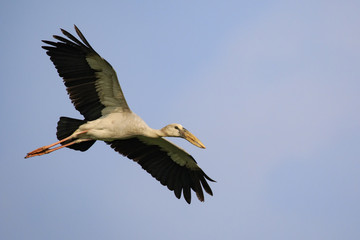 Image of an Asian openbill stork(Anastomus oscitans) flying in the sky. Bird, Wild Animals.