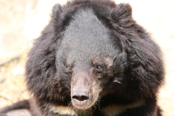 Black buffalo bears of focus in head.