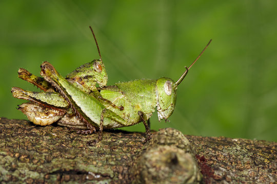 Image of Male and Female Green grasshoppers(Acrididae) mating make love on tree. Locust, Insect, Animal.