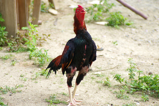 Thai cock in the farm