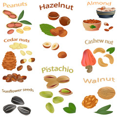 Set of nuts. Peanuts, cashews, hazelnuts, walnuts, sunflower seeds, almonds, pistachios, cedar nuts. The different nuts isolated on white background. Vector illustration.