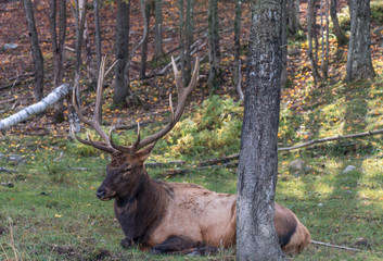 Elk Lying in the Grass
