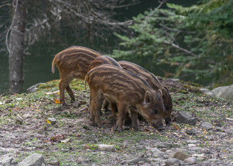 Baby Boars Eating