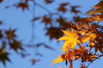 紅葉の景色
