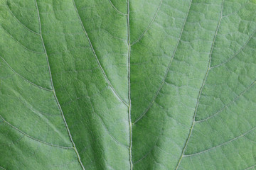 Green Leaf surface background.