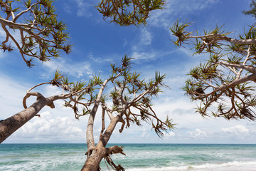 trees on Tropical beach in summer season ,clear blue sky and tropical sea background.