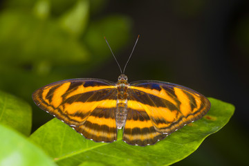 Beautiful butterfly in nature.