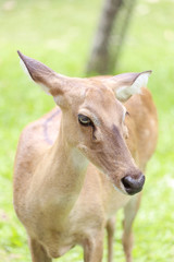 Head of brown deer in tropics.