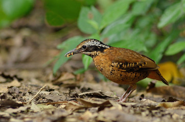 Eared Pitta : Bird shot in thailand