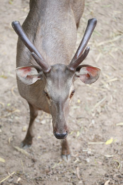 Head of brown deer in tropics.
