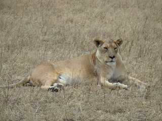 A Lioness resting on the savannah in Kenya