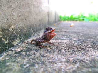 Little chameleon