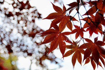 紅葉　神奈川