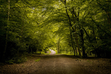 Obraz premium Epping Forest