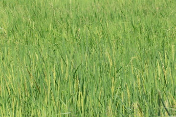 Green rice plant in the agricultural areas in the Thailand.