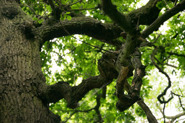Epping Forest