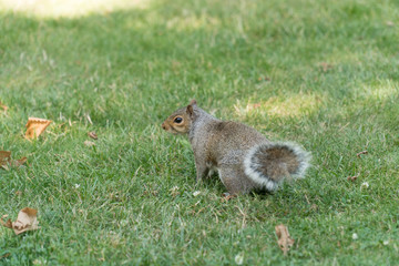 Squirrel