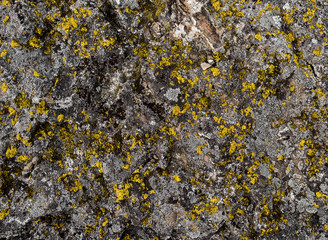 Texture of uneven gray stone surface with lichen. Stone with lichen texture background