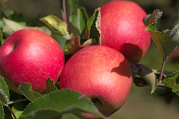 Three red apples grow on the tree branch. Ripe apples in the garden.