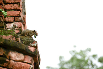 Squirrel in history of Thailand.