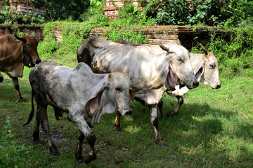 Cow near the history of Thailand.