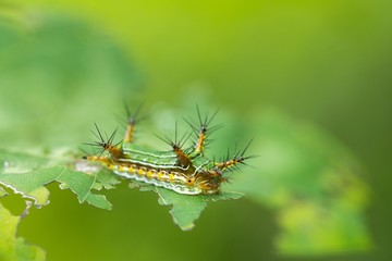Spine caterpillar of Narosoideus sp.