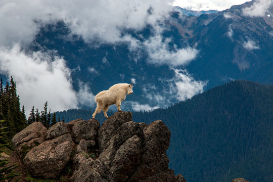 Wild goat in mountainous wilderness